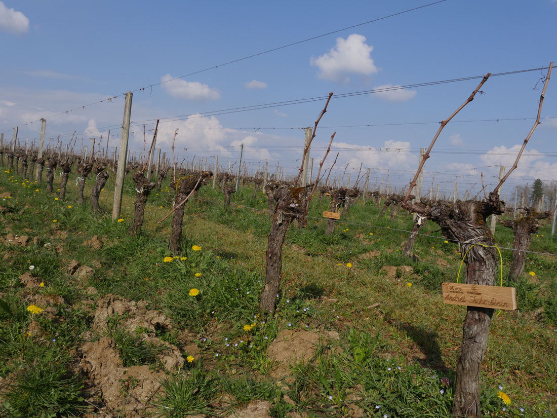 Виноградник на урожай